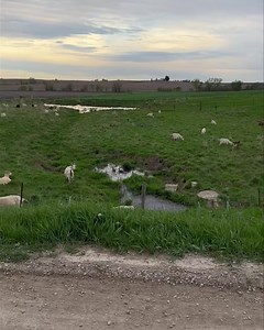 98K views · 175 reactions | Livestock and wildlife sharing the same ground. As intended. | Iowa Kiko Goats | Facebook
