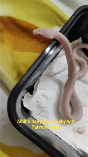 Albino corn snake #snake #snakepets #cornsnake