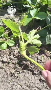 Co zrobić z truskawkami po zakończonym owocowaniu? #sadzonkitruskawek #garden #truskawki