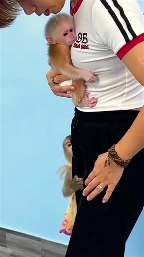 Following Monkey Mit's feces on the ground, Monkey Kaka yelled for Mother. #Monkeylife #babymonkey #Reels #Facebookreels | Family Animal