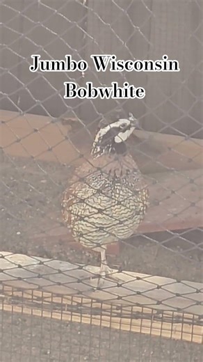 Male Jumbo Wisconsin Bobwhite Calling
