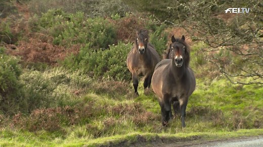 Protecting the Exmoor Pony. 🐴 Roaming free on the moor, the Exmoor pony has adapted to local conditions but remains an endangered breed. We caught up with the owners and guardians of the Anker heard, one of Exmoor's largest, to find out all about the special ponies. 🌟 Take a look at their work. 👇 | Fédération Equestre Internationale