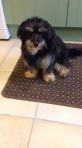 41 reactions · 11 shares | Now reserved- little BAI for adoption ❤️❤️ | Silver Fox Dog Rescue | Facebook