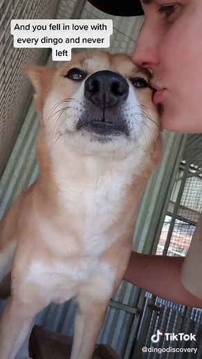 Visiting the Dingo Sanctuary: A Love Story