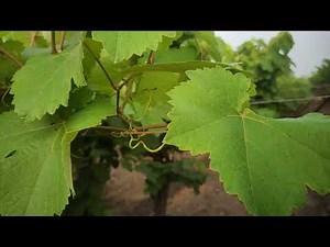 vitis Venifera and vitis Labrusca