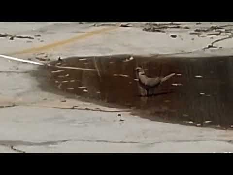 Columbidae Columbus Paloma Columbidae Columbus Paloma Columbidae Columbus Paloma Columbidae Columbus