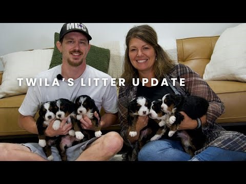 Twila's F1 Mini Bernedoodle Puppies | Litter Update!