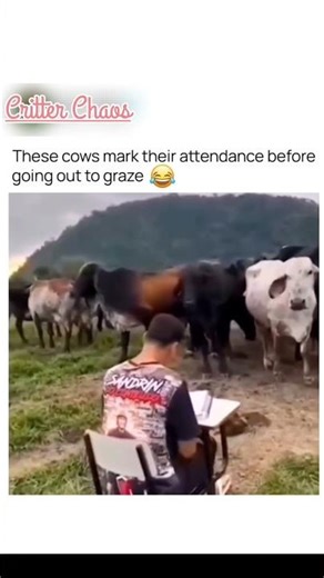 Morning Roll Call: Cow Edition 🐄📋