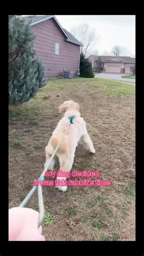 Both rabbit and car were fine. Stevie was pissed she didn’t get the target. #dieinthishouse #dogsoftiktok #runrabbitrun