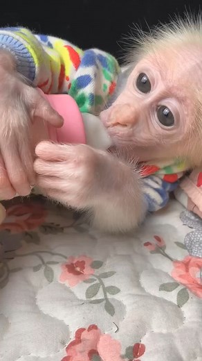 3.8K views · 42 reactions | My baby Drinking milk before sleep #babymonkey #babymonkeys #babymonkeyAttacked #babymonkeycrying #newbornbabymonkey #babymonkeys #babymonkey #monkey #reels #monkey #anime #reels #babymonkey #babymonkeys #babymonkeyAttacked #babymonkeycrying #newbornbabymonkey | Totsaken Ahunai | Facebook