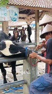 Tutorial keluh sapi biar nurut bisa di kendalikan tanpa sakit !!