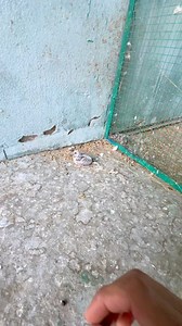 2.4M views · 10K reactions | Diamond dove chicks | Birds Lover | Facebook