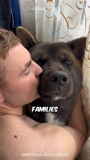Discover American Akita 🐶 a very cute pet dog | Eric Rivera