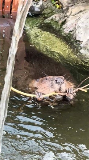 どこでもガジガジ #ビバ活 #cute #americanbeaver #zoo #beaver #animals #アメリカビーバー #cuteanimals #ビーバー #可愛い動物