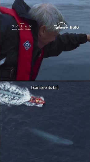 David Attenborough on the importance of our oceans