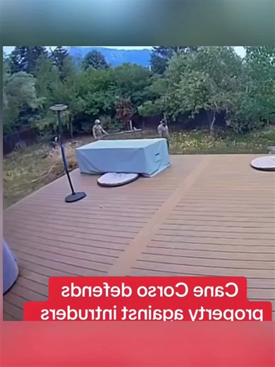 Cane Corso aren't the smartest dogs, but they are a super protective breed #dog #dogsoftiktok #pet #funny #dogandbaby