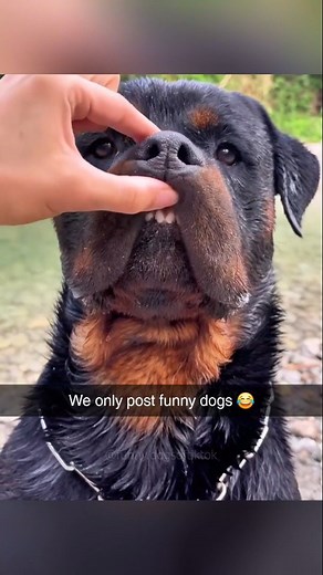 Funny Dogs Moments on Instagram: ""Dog lovers, imagine a page dedicated just to the funniest dog moments 🐾😂 From epic fails to adorable surprises, we've got it all! Tag your friends who need a good laugh today! 🐶✨ #DogFirst #DogLovers #FunnyDogs #DogsOfInstagram #DogMoments #PetComedy #DogsBeingDogs #CutePets #FunnyReels #ViralDogs #LaughOutLoud #FurryFriends #DogLife #Pawfect #InstaDogs #ReelsOfTheDay #Dogstagram #ViralReels""