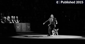 A Regal Beagle Seizes the Spotlight (Published 2015)