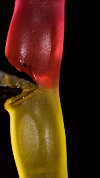 Jelly Worm ASMR: Crystal Clear Sounds for Ultimate Relaxation