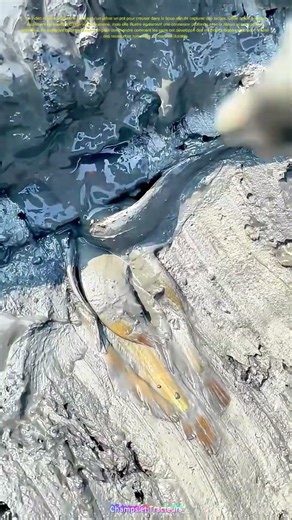 Captiver la nature : Découvrir l'art de pêcher les loches dans la boue