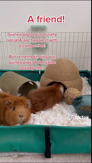 Best Toys and Items for Your Guinea Pig's Happiness