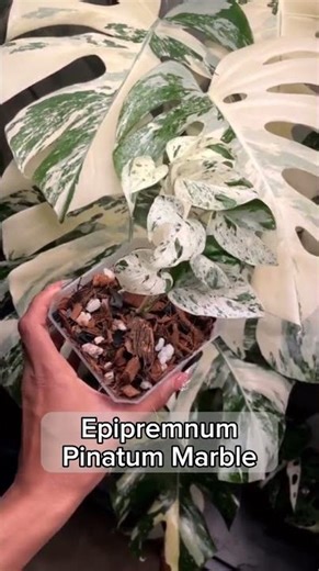 Epipremnum Series - Epipremnum Pinatum Marble l PlantFactory