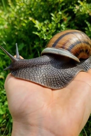 “Is This a Snail or a Monster?! 🐌😱” #snail