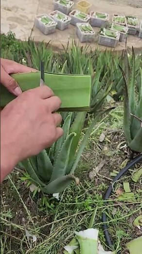 Traditional Farming How to Harvest Aloe Vera 🚜