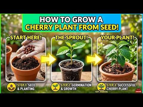 Cherry Tree From Pit | Growing Cherry Trees At Home