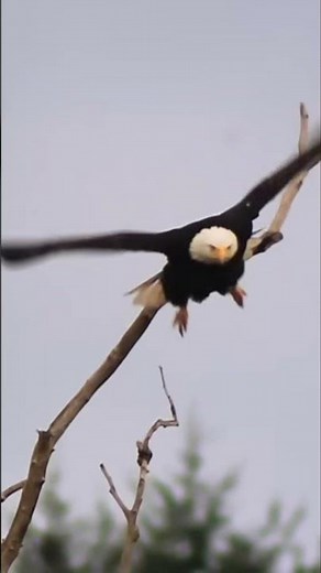 See the World Through Eagle Eyes – Nature's Most Powerful Vision! 🦅👁️#eagle #vision #hunting #nature