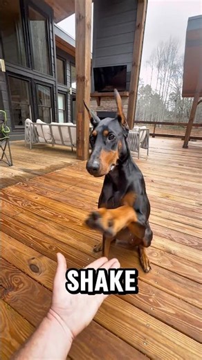 Teach Me How to Dougie #doberman #dogs #dogtraining #dogtricks