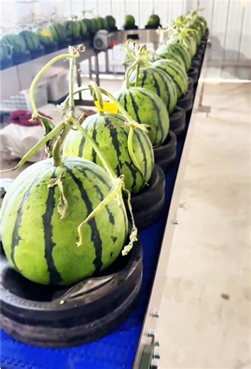 Innovative Greenhouse Watermelon Farming Techniques