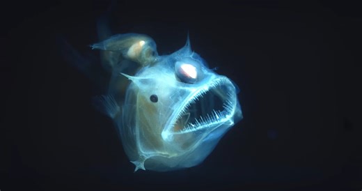 The alien-like monster lurking in waters we almost never explore