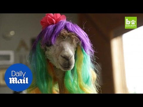 Cody the alpaca proves the perfect pet as farm-house resident - Daily Mail
