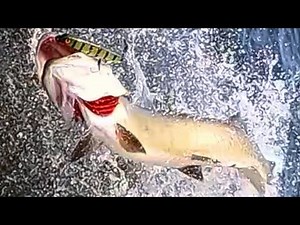 Early June Muskies!!