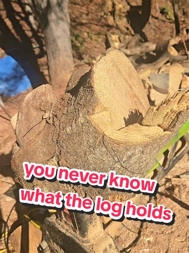 What do you think? #chainsawcarver #scrapwood #thechainsawbunny #woogitywoodworks #treeart