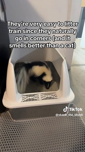 Essential Facts About Pet Skunks You Should Know