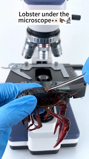 It's really cool to see lobster magnified 400 times under a microscope!#microscope | Home Making II