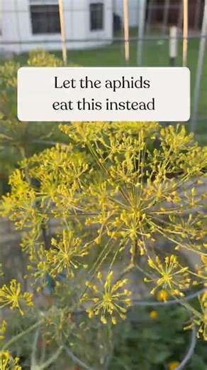 Grow dill every season | The best trap crop for aphids in your vegetable garden