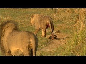 Lion prides clash