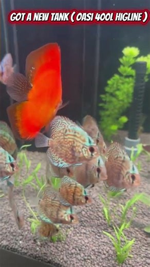 Discus tank - new set up