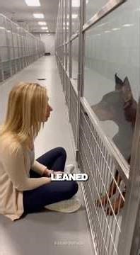 This Shelter Dog Had 12 Hours Left… Until One Woman Sat Down #shorts