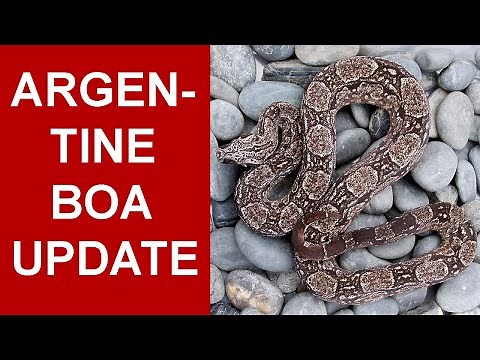 Argentine Boa Update and Adult Size Comparison!