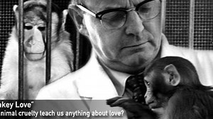 Monkey Love