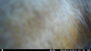 93K views · 5.6K reactions | Trail Cam videos of Alberta Wild Horses. | Help Alberta Wildies Society | Facebook