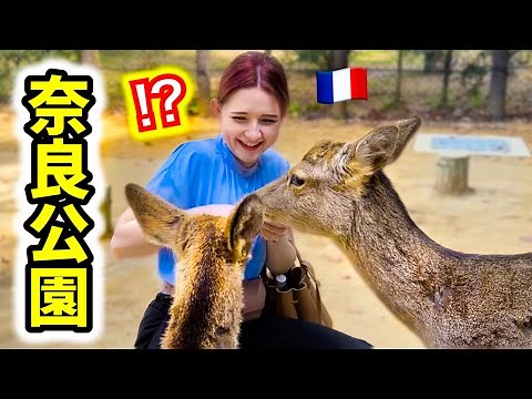 【初めての奈良！】ついに夢だった鹿に会えたと思ったら・・あまりの迫力に圧倒されました