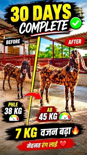 30 Days Bakra Transformation 😱 | 38KG ➜ 45KG Weight Gain #bakra #weightgain #goatfarming