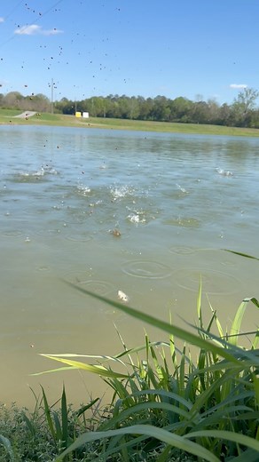 Growing big bream fast. | Chris Locklear