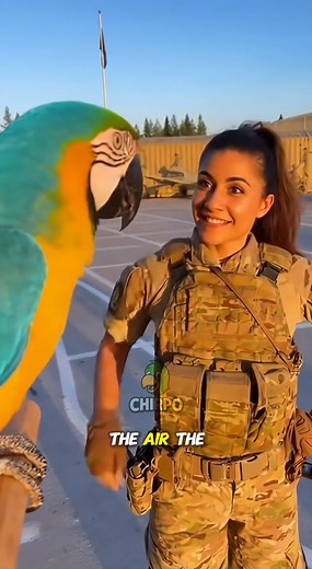 3.2K views · 77 reactions | Focus locked on target… except the parrot keeps talking  #talkingparrot #funnyparrot | Wild Whispers | Facebook