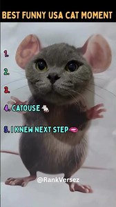 Ranking You Won't Believe What These Cats Did 😂 #cat #funnycats #shorts #usa